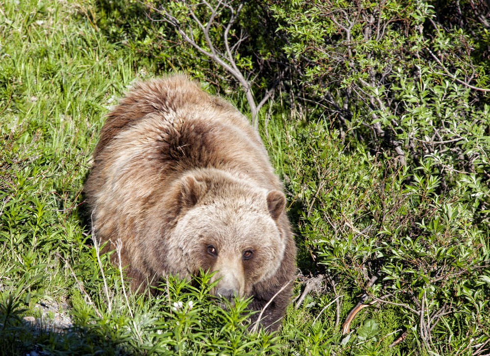 Grizly-Alaska